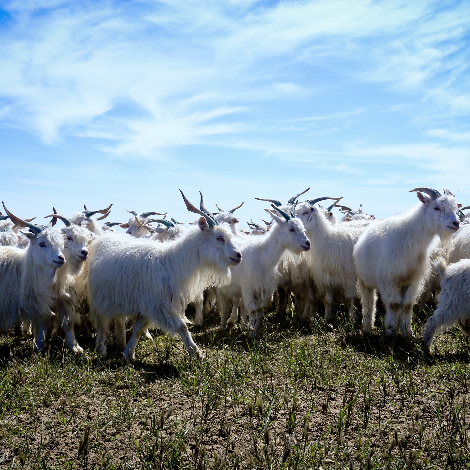 Kaschmir: Von welchem Tier stammt die Wolle und wie wird sie gewonnen? 🐐🧶